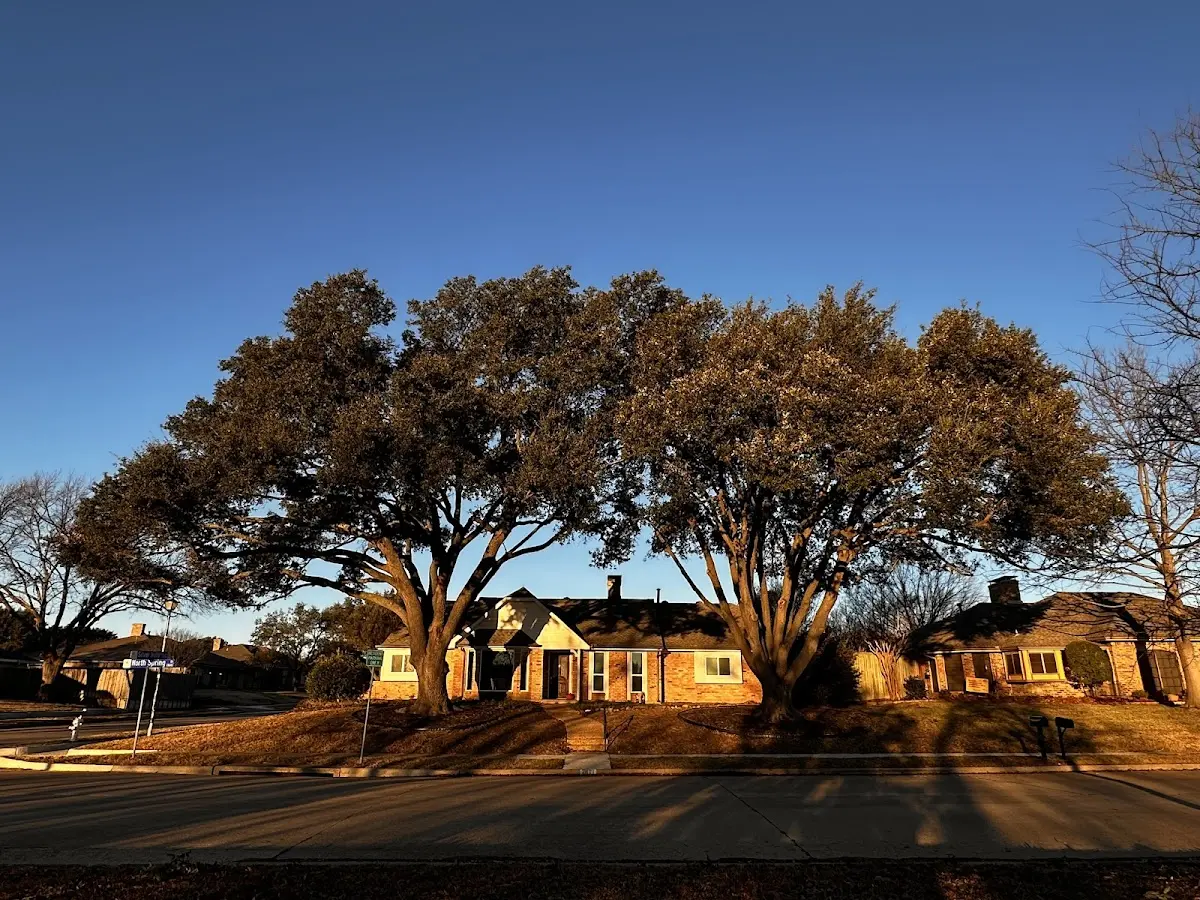 Established residential canopy tree shading a home in Idabel